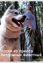 Хаски из приюта бездомных животных
