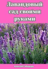 Лавандовый сад своими руками